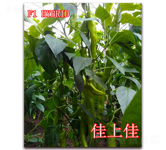 ���ϼ�-�����N��-��ʢ�r�I(y��)