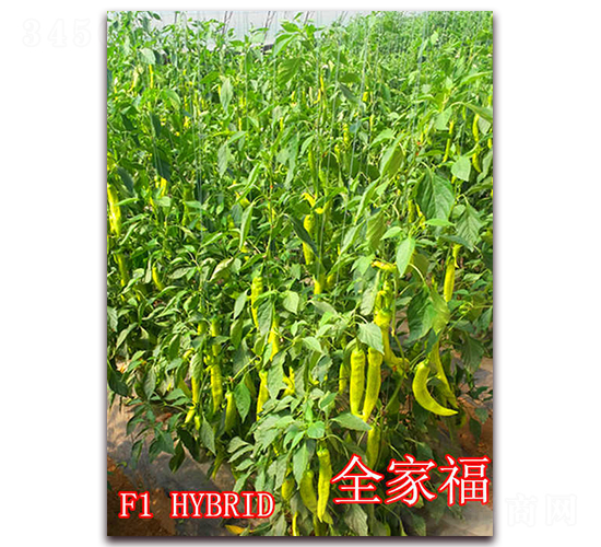 ȫ�Ҹ�-�����N��-��ʢ�r(n��ng)�I(y��)