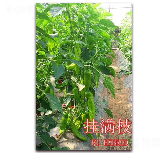 ��M֦-�����N��-��ʢ�r(n��ng)�I(y��)