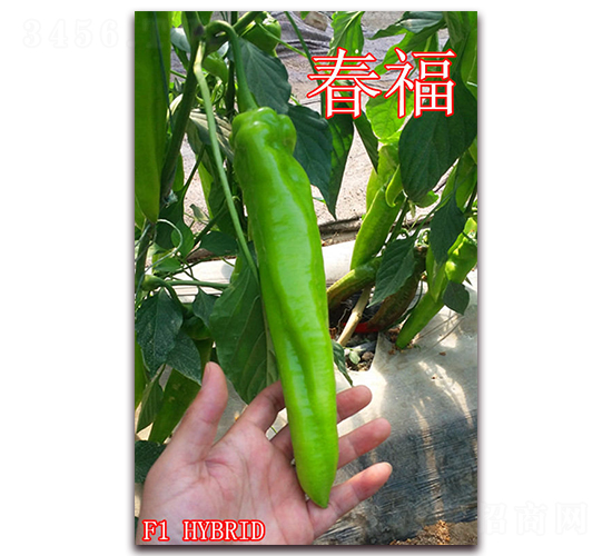 ����-�����N��-��ʢ�r(n��ng)�I(y��)