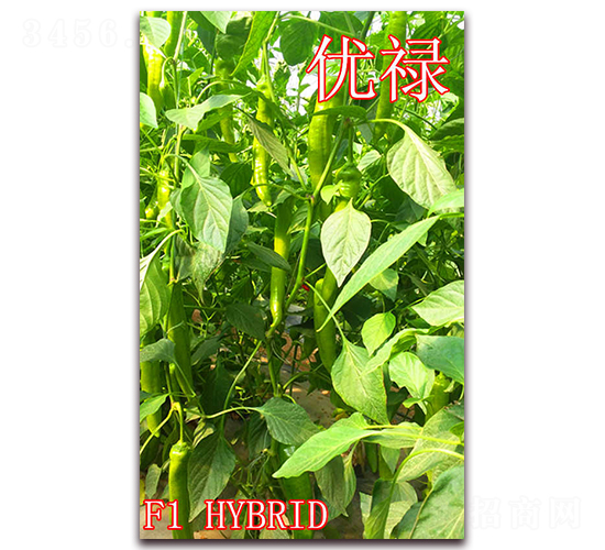 ��(y��u)��-�����N��-��ʢ�r(n��ng)�I(y��)