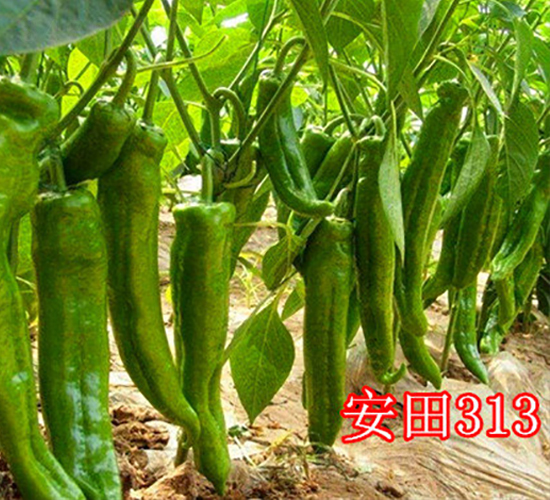 ����313-�����N��-��ʢ�r(n��ng)�I(y��)