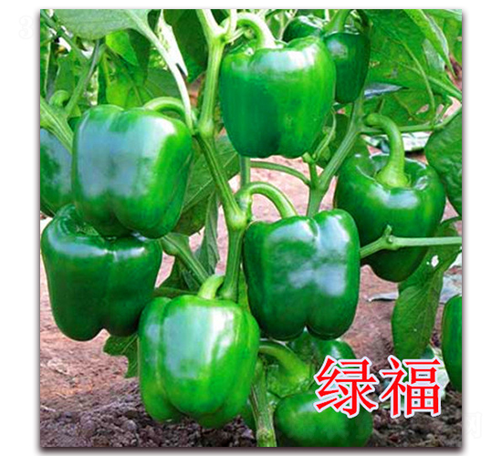 �G��-�����N��-��ʢ�r(n��ng)�I(y��)