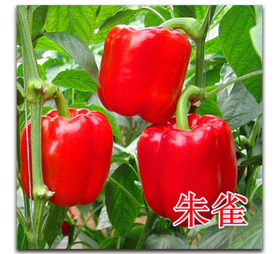 ��ȸ-�����N��-��ʢ�r(n��ng)�I(y��)