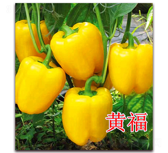 �S��-�����N��-��ʢ�r(n��ng)�I(y��)