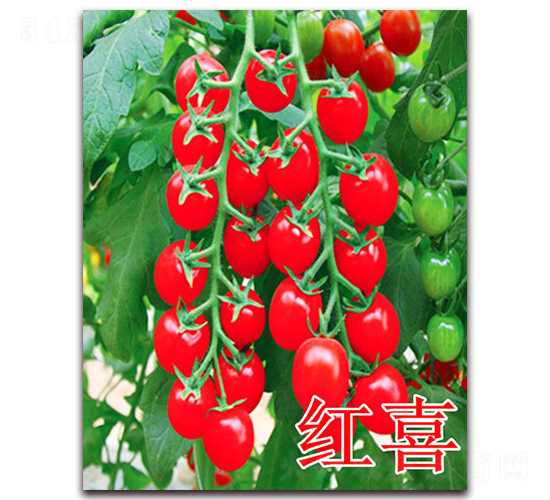 �tϲ-���ѷN��-��ʢ�r(n��ng)�I(y��)