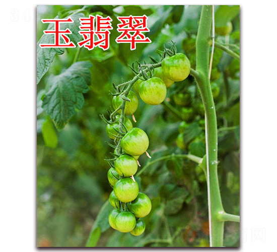 �����-���ѷN��-��ʢ�r(n��ng)�I(y��)