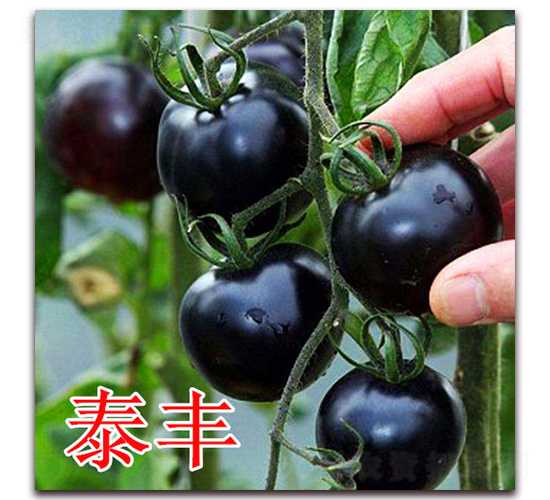 ̩�S-���ѷN��-��ʢ�r(n��ng)�I(y��)