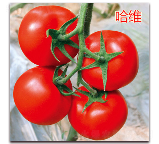 ���S-���ѷN��-��ʢ�r(n��ng)�I(y��)