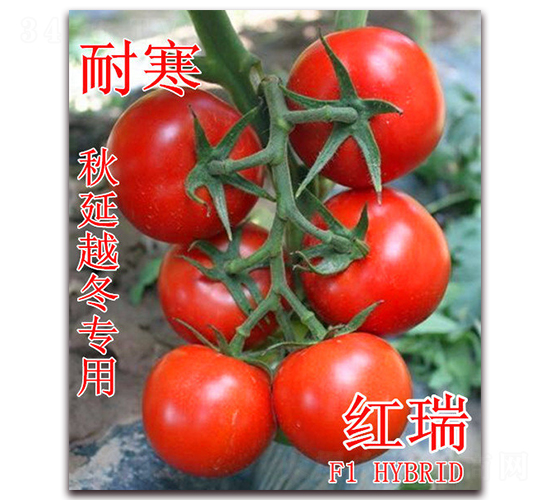 �t��-���ѷN��-��ʢ�r�I(y��)