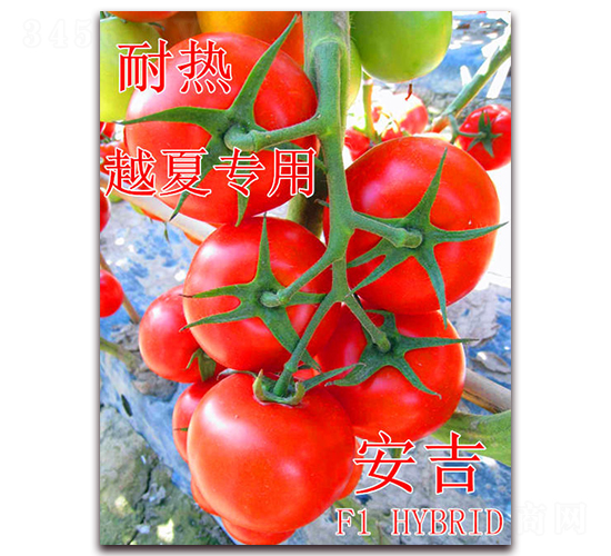 ����-���ѷN��-��ʢ�r(n��ng)�I(y��)