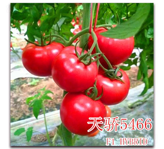 ���5466-���ѷN��-��ʢ�r(n��ng)�I(y��)