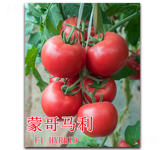 �ɸ��R��-���ѷN��-��ʢ�r(n��ng)�I(y��)