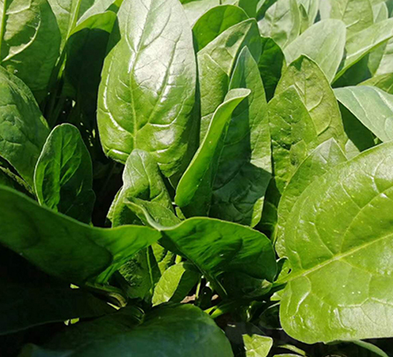 ���ф���-���˷N��-�|��