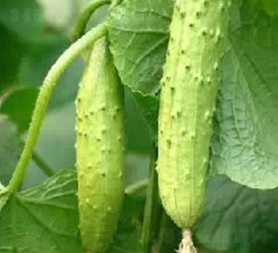 �ļ���(y��u)��-�S�ϷN��-�|��