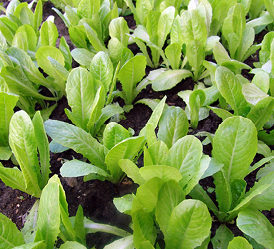 �G��-��˷N��-�|��