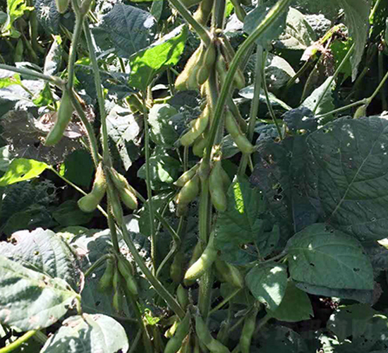 �|��17-�󶹷N��-�|��