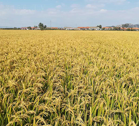 ���ѵ�336-ˮ���N��-�|��