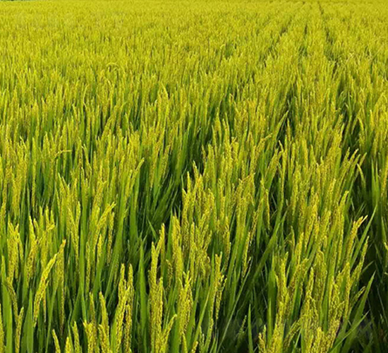 ���h��669-ˮ���N��-�|��