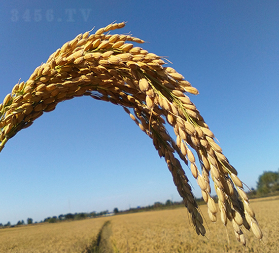 �F��11ˮ��-ˮ���N��-�|��