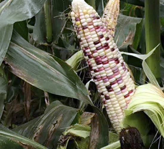 ����Ŵ1702-���׷N��-�|��