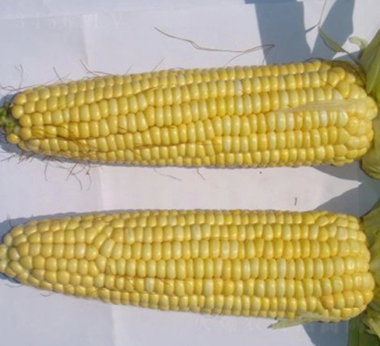 ��ճ1̖(h��o)-���׷N��-�|��