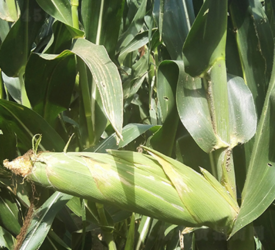 �|��11̖(h��o)-���׷N��-�|��