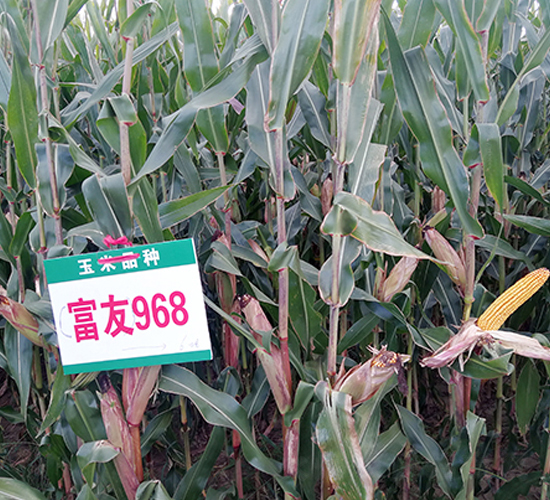 ����968-���׷N��-�|��