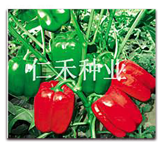 �̵���JORDAN��-�𽷷N��-�ʺ̷N�I(y��)