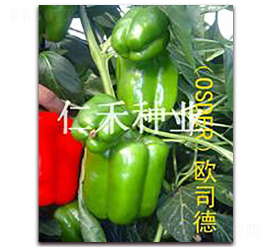 �W˾�£�OSDER��-�𽷷N��-�ʺ̷N�I(y��)