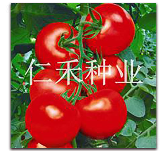 RH19-�t�����ѷN��-�ʺ̷N�I(y��)