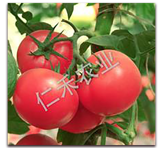 �۠�Ԫ-�۹����ѷN��-�ʺ̷N�I(y��)