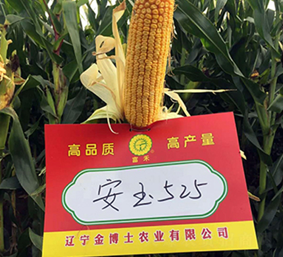 ����525-���׷N��-�|��