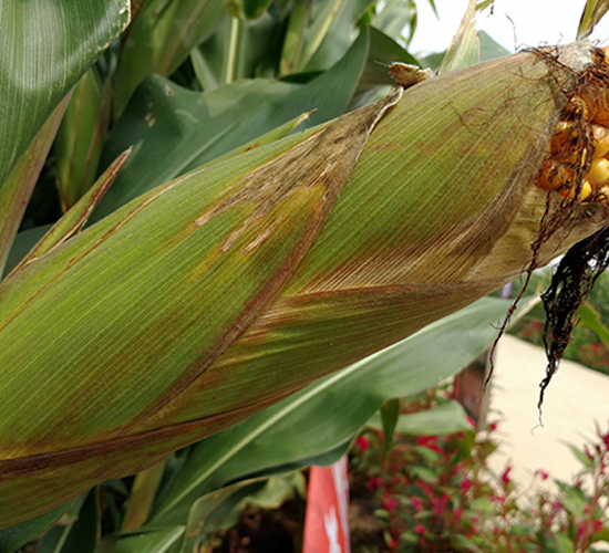 �ϻ�159-���׷N��-�|��