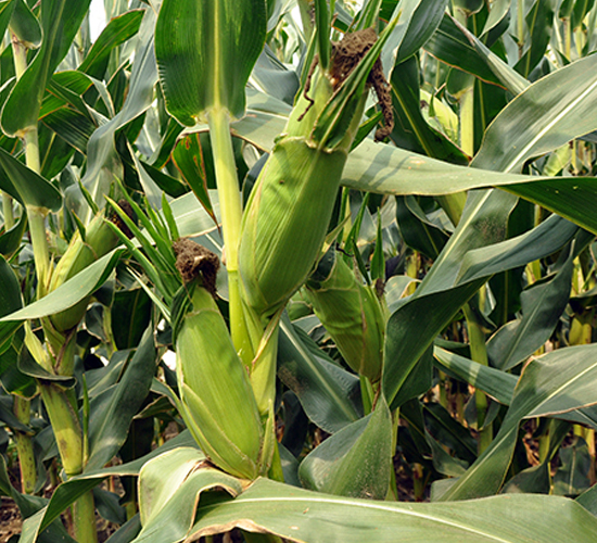 �|��501-���׷N��-�|��