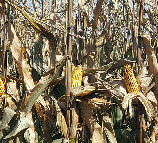 �|��181-���׷N��-�|��