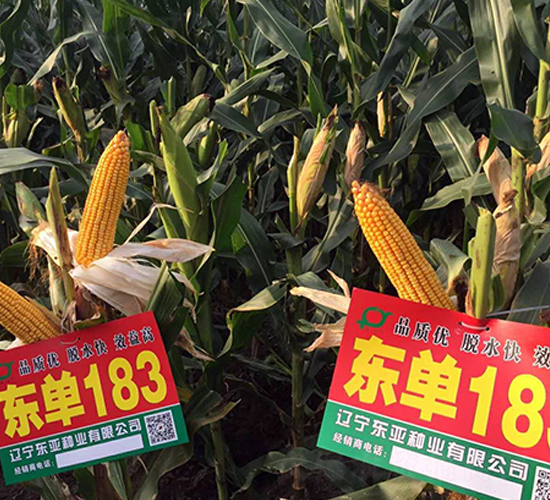 �|��183-���׷N��-�|��