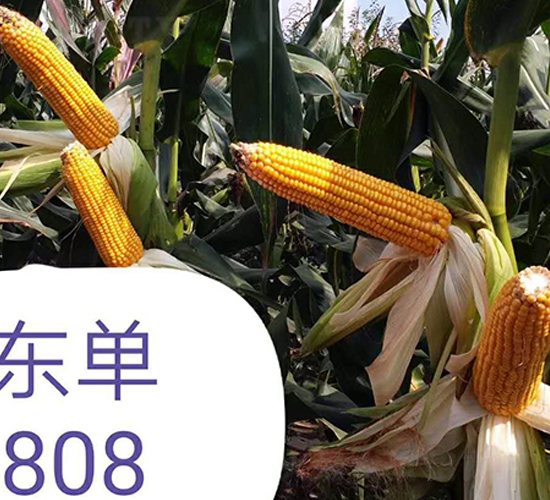 �|��808-���׷N��-�|��