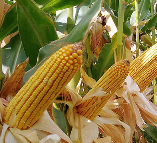 �|��1902-���׷N��-�|��