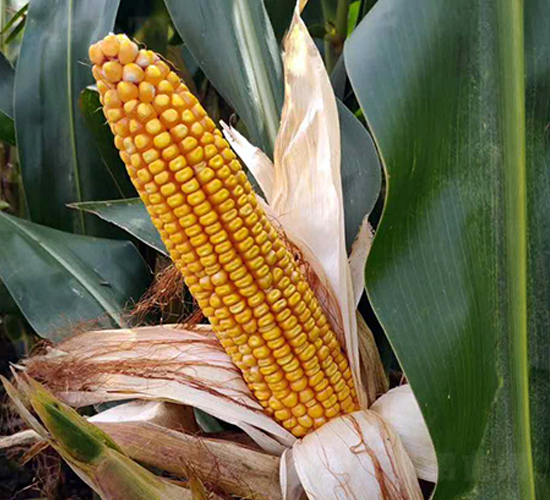 ����1921-���׷N��-�|��