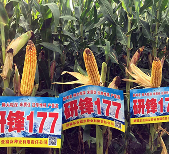 �з�177-���׷N��-�|��