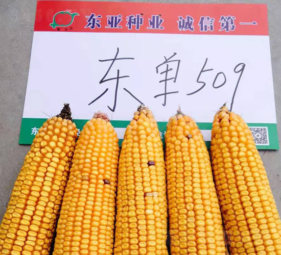 �|��509-���׷N��-�|��