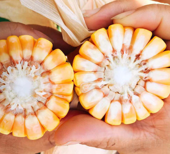 �|��610-���׷N��-�|��