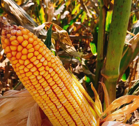 �|��705-���׷N��-�|��