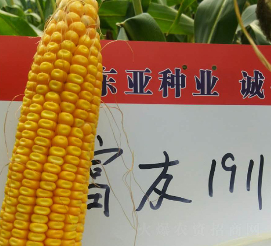 ����1911-���׷N��-�|��