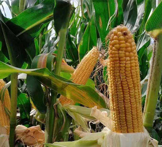 DK8518-���׷N��-�|��