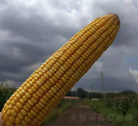 �|��9573-���׷N��-�|��