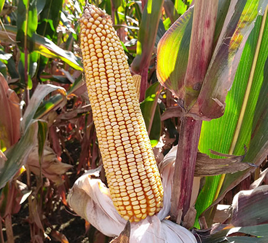 �|��90-���׷N��-�|��