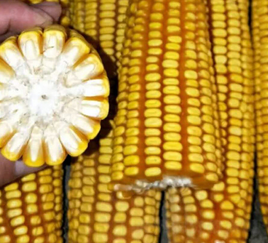 �|��68̖-���׷N��-�|��