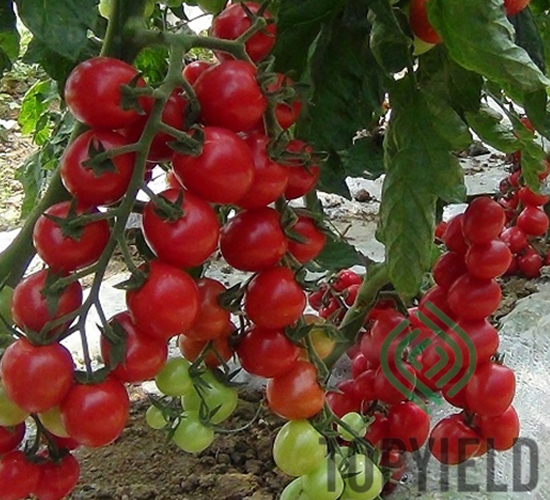 ��ؐ��-���ѷN��-�S�ǷN�I(y��)